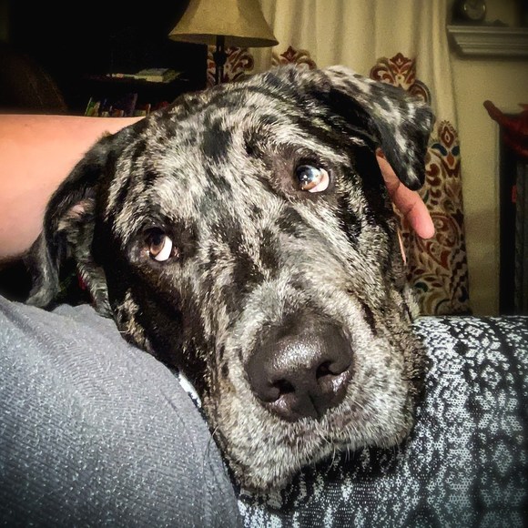 Meet your Posher, Rose - Picture 1 of 1